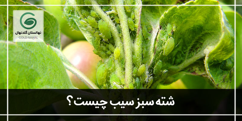 شته سبز