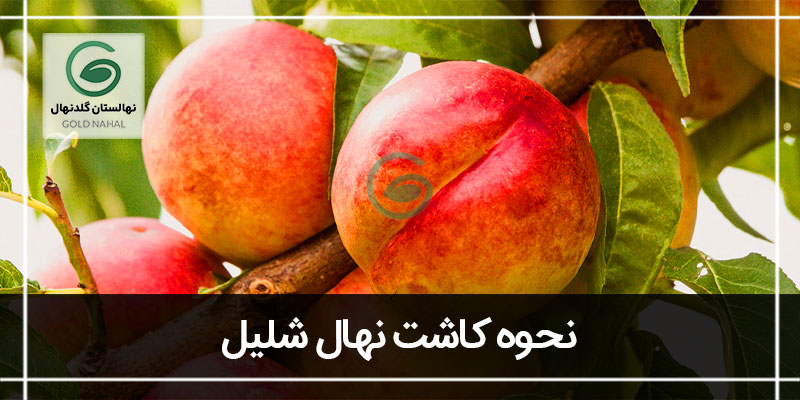 شلیل