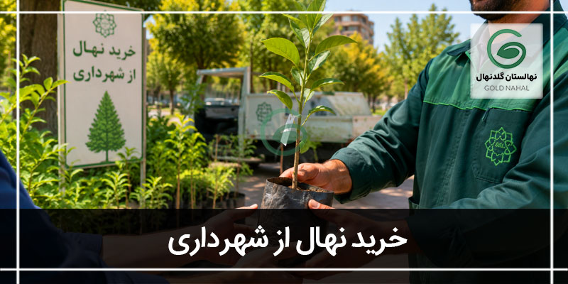 شهرداری