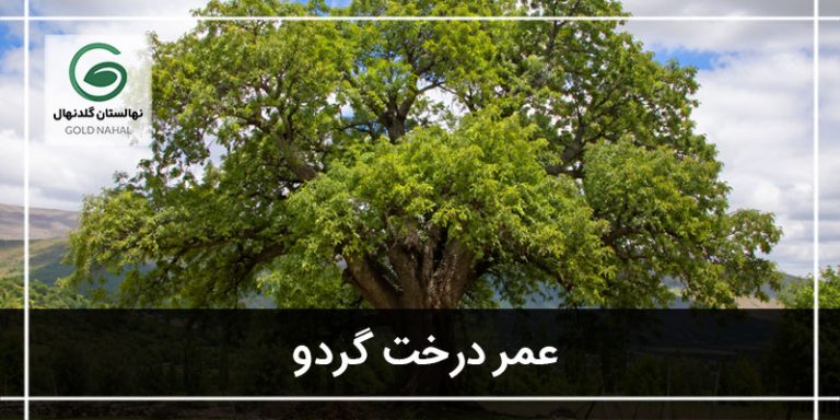 عمر درخت گردو