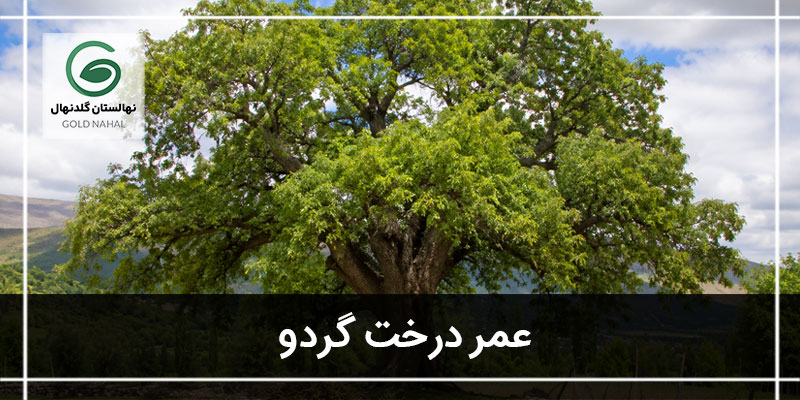 عمر درخت گردو