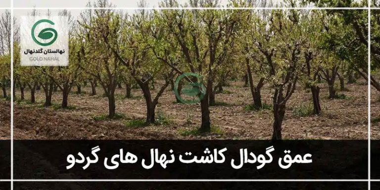 عمق