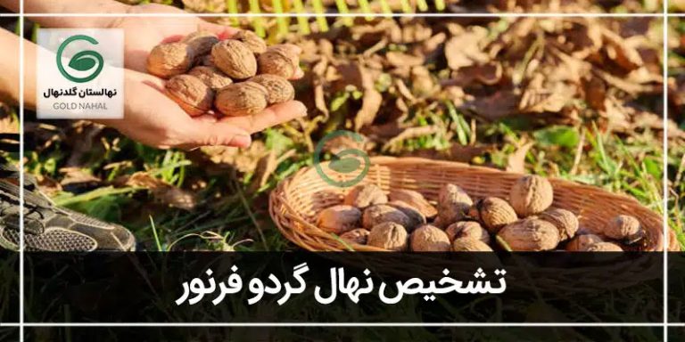 فرنور
