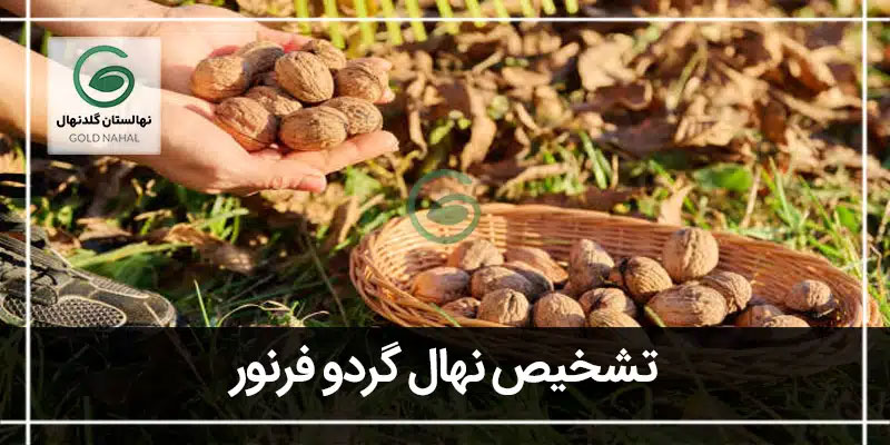 فرنور
