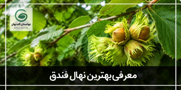 درخت فندق