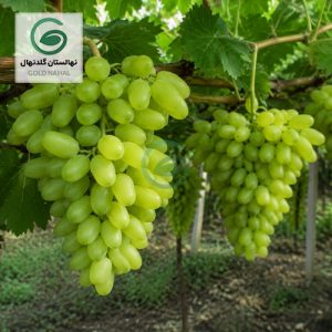 انگور فیلیم سیدلس