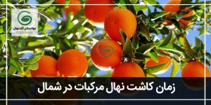 راهنمای زمان کاشت نهال مرکبات در شمال ایران