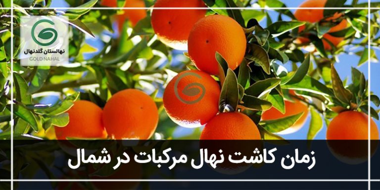 زمان کاشت نهال مرکبات