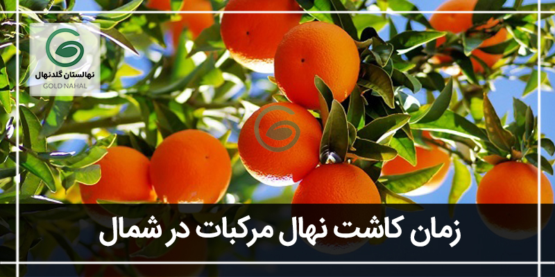 زمان کاشت نهال مرکبات