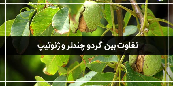 گردو چندلر و ژنوتیپ