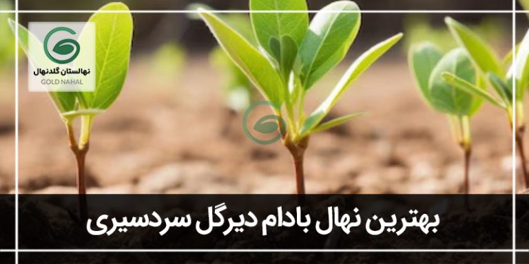 بهترین نهال بادام دیرگل