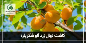 نهال زردآلو شکر پاره؛ راهنمای جامع کشت، پرورش و مراقبت