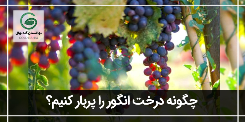 درخت انگور