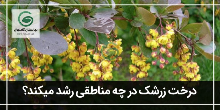 درخت زرشک