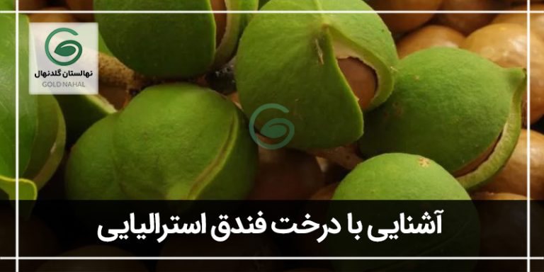 فندق استرالیایی