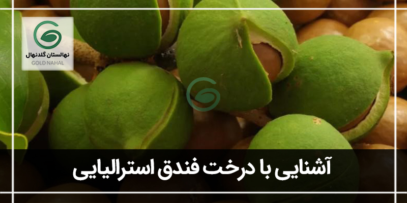 فندق استرالیایی