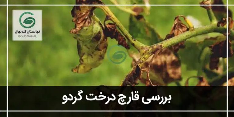 قارچ درخت گردو