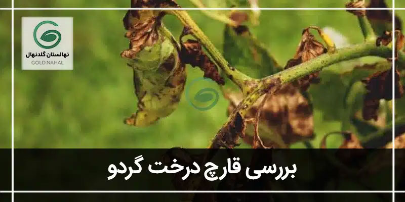 قارچ درخت گردو