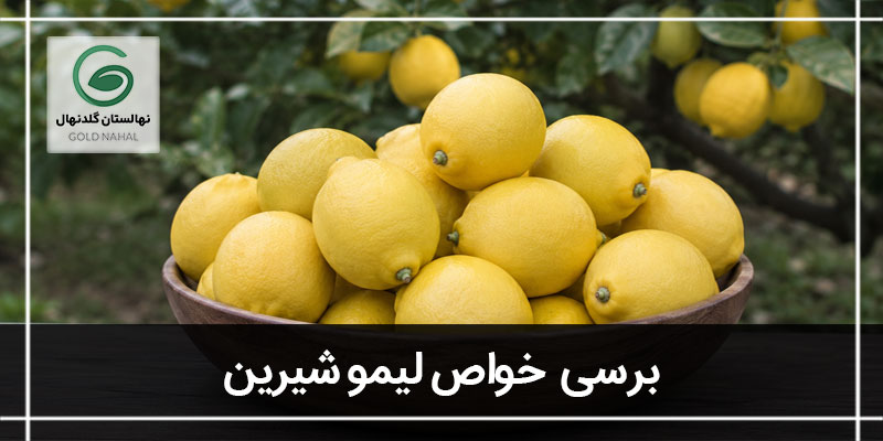لیمو شیرین