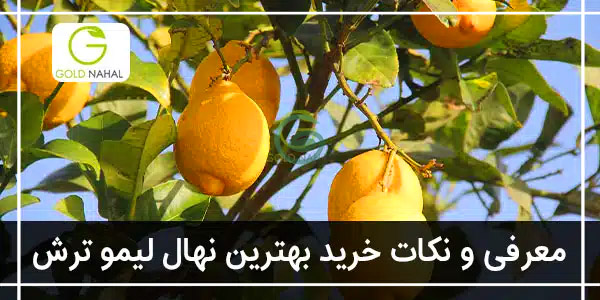 لیمو