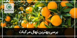 بهترین نهال مرکبات