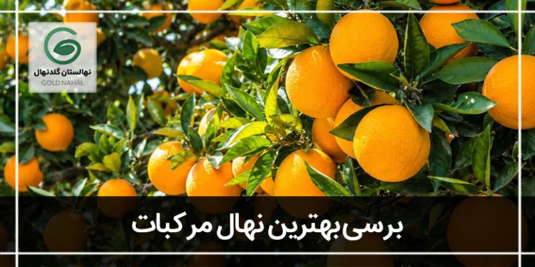 مرکبات