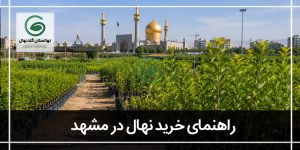 خرید نهال از جهاد کشاورزی مشهد