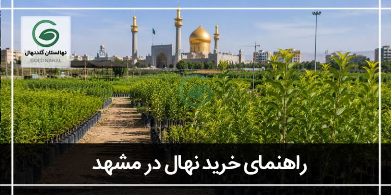 خرید نهال مشهد