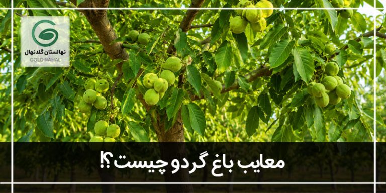 معایب باغ گردو