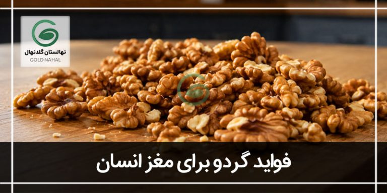 فواید مغز گردو