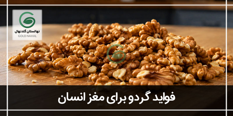فواید مغز گردو