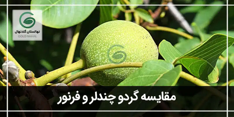 مقایسه گردو چندلر و فرنور