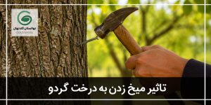 فواید میخ زدن به درخت گردو چیست؟(برسی تخصصی + زمان)