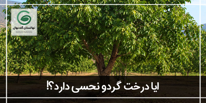 نحسی درخت گردو