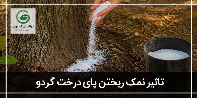نمک و گردو