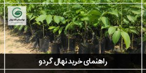 تشخیص نهال گردو مناسب منطقه ی شما | برسی تخصصی