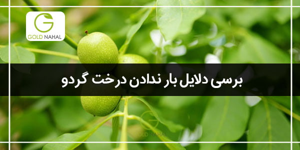 درخت گردو