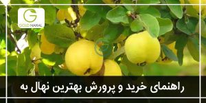 بهترین نژاد نهال به (انواع درخت به)
