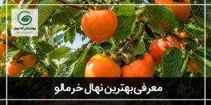 بهترین نهال خرمالو