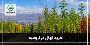 خرید نهال از جهاد کشاورزی ارومیه
