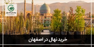 خرید نهال در اصفهان | معرفی بزرگترین نهالستان اصفهان