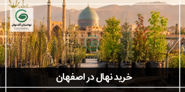 خرید نهال در اصفهان