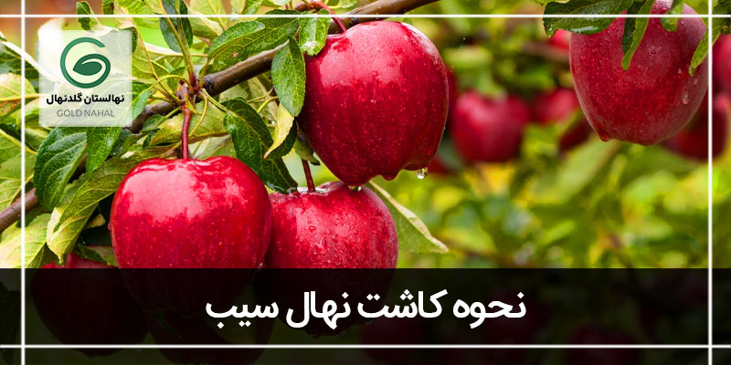 نهال سیب