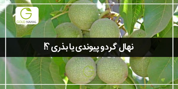 نهال-گردو