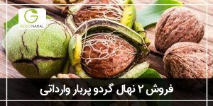 فروش 2 نهال گردو پربار آمریکایی و فرانسوی