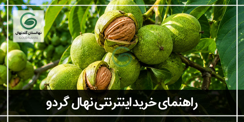 نهال گردو