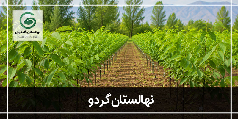 نهالستان گردو