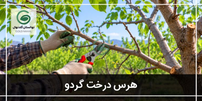 هرس درخت گردو