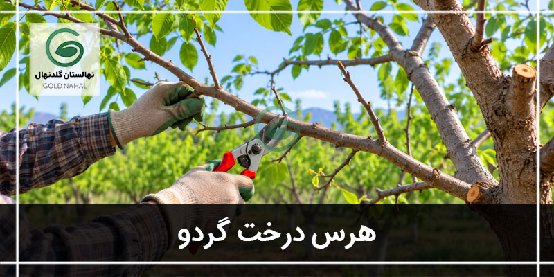 هرس درخت گردو