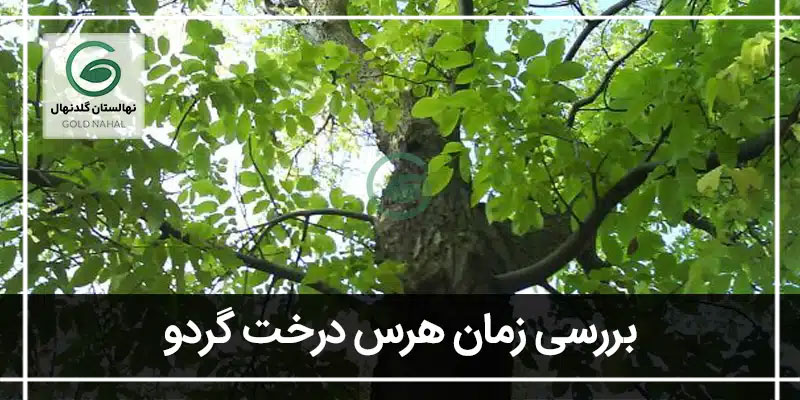 هرس درخت گردو